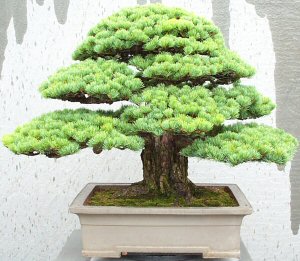 Bonsai 1.jpg